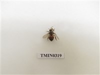 藏品(義大利蜂)的圖片